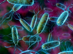 E. coli im Urin eines Kindes