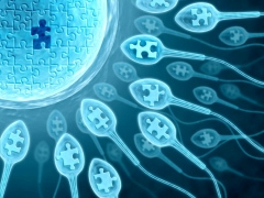 O que é polispermia e como isso afeta a concepção?