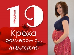 19 أسبوعًا من الحمل: ماذا يحدث للجنين والأم الحامل؟