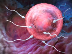 Kann man ein Kind während der Menstruation ein paar Tage davor oder danach empfangen?