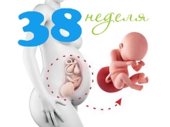 38. haftada fetus: Normlar ve özellikleri