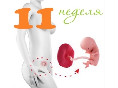 Desenvolvimento fetal na 11ª semana de gestação
