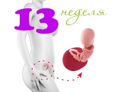 Gebeliğin 13. haftasında fetal gelişim