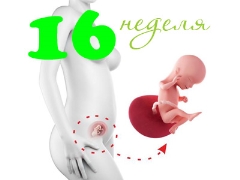 Gebeliğin 16. haftasında fetal gelişim