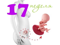 Gebeliğin 17. haftasında fetal gelişim