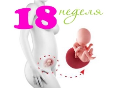 Hamileliğin 18. haftasında fetal gelişim