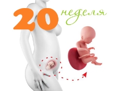 Развитие на плода през 20-та седмица на бременността