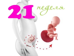 Fetal development in the 21st week of pregnancy