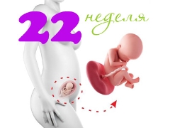 Развитие на плода на 22-та гестационна седмица
