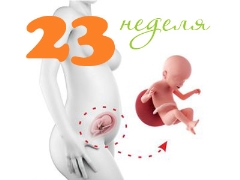 Desenvolvimento fetal às 23 semanas de gestação