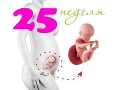 Hamileliğin 25. haftasında fetal gelişim