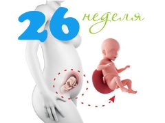 Gebeliğin 26. haftasında fetal gelişim