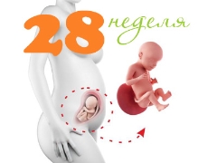 Развитието на плода през 28-та седмица от бременността