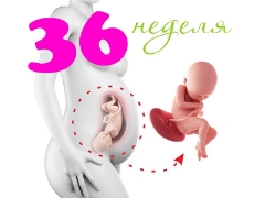Fötale Entwicklung nach 36 Wochen Schwangerschaft