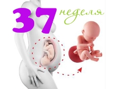 Развитие на плода на 37-та гестационна седмица
