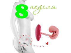 Gebeliğin 8. haftasında fetal gelişim