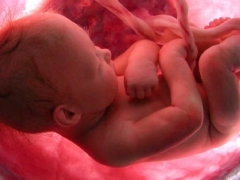 Wann beginnt ein Baby im Mutterleib zu hören?