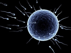 Como é um óvulo fertilizado e qual tamanho ele deve ser normal?