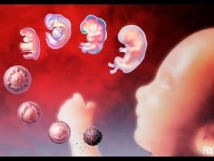 O desenvolvimento do embrião nos dias após a transferência durante a fertilização in vitro