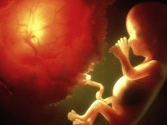 Doğum sonrası nedir? İşlevleri nelerdir ve nasıl görünüyor?