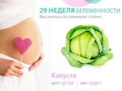 Развитие на плода през 29-та седмица от бременността