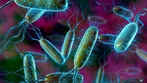 E. coli im Urin eines Kindes