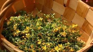 Johanniskraut für Kinder