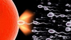 Was ist Normozoospermie und ist es leicht, schwanger zu werden?