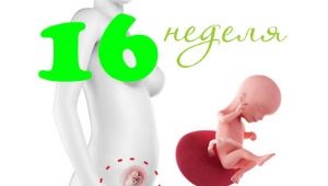 Fötale Entwicklung in der 16. Schwangerschaftswoche