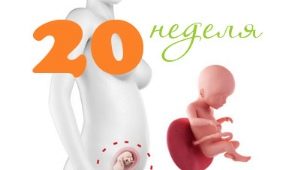 Fötale Entwicklung in der 20. Schwangerschaftswoche