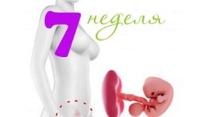 Fötale Entwicklung in der 7. Schwangerschaftswoche