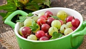 عنب الثعلب في الرضاعة الطبيعية وتغذية الأطفال