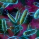 Bir çocuğun idrarında E. coli
