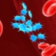 Was tun mit niedrigen Thrombozytenwerten während der Schwangerschaft?