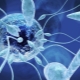 Was ist Teratozoospermie und wie beeinflusst sie die Empfängnis?