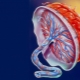 What is the placenta, when it is formed and what functions it performs?