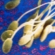 Wie sind die Spermien angeordnet? Ihre Eigenschaften, Struktur, Größe und Funktion