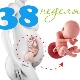 Fetus in der 38. Schwangerschaftswoche: Normen und Eigenschaften