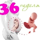 Desenvolvimento fetal na 36ª semana de gestação