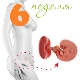 6. haftada fetal gelişim