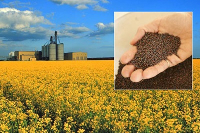 Minyak rapeseed dihasilkan dari rapeseed