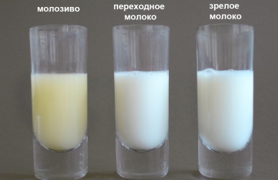 Коластрата и кърмата