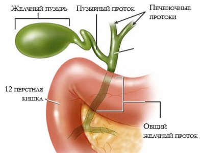 Bile e vesícula biliar, estômago